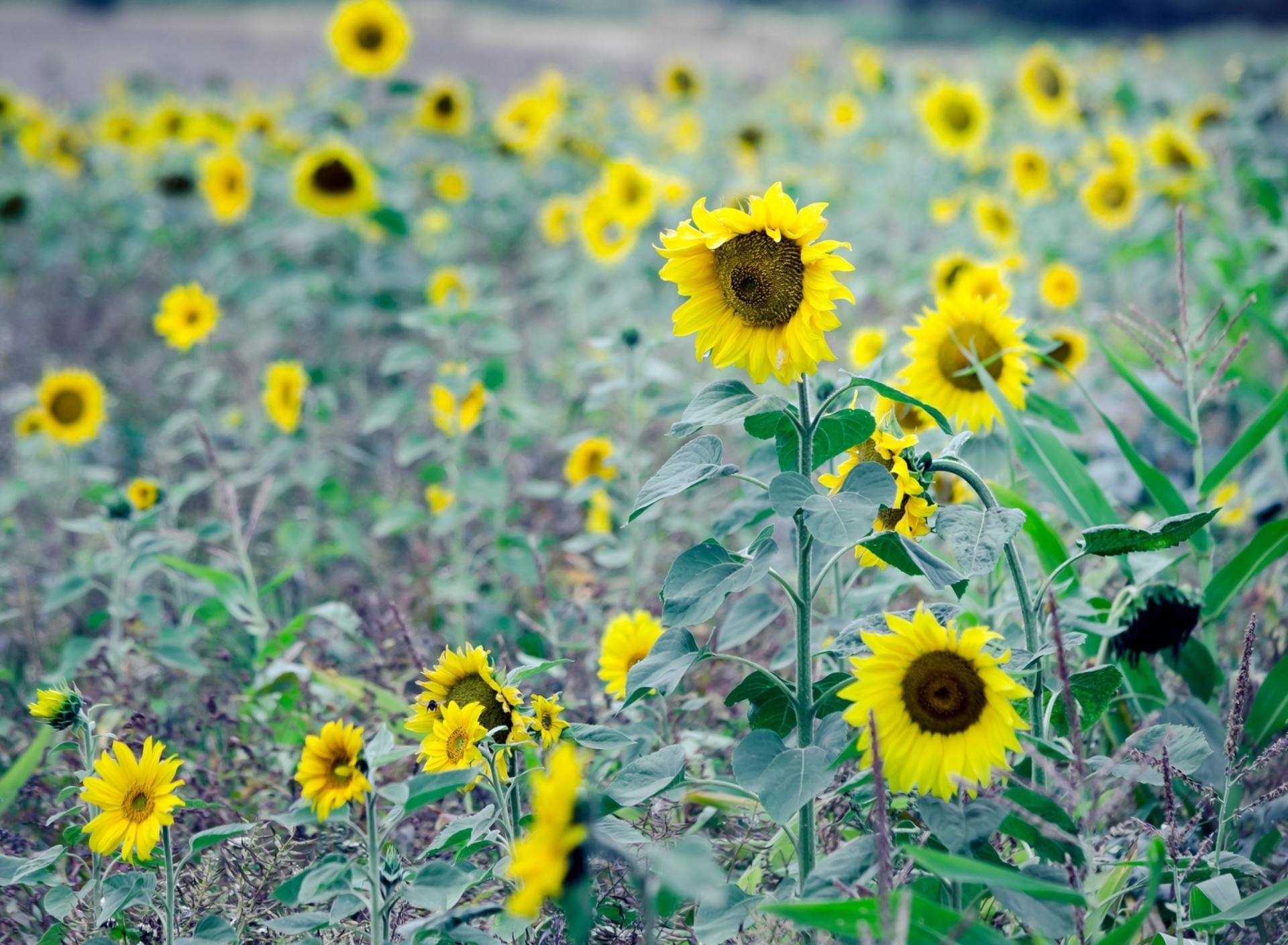 Обои Sunflowers In Field 1920x1408