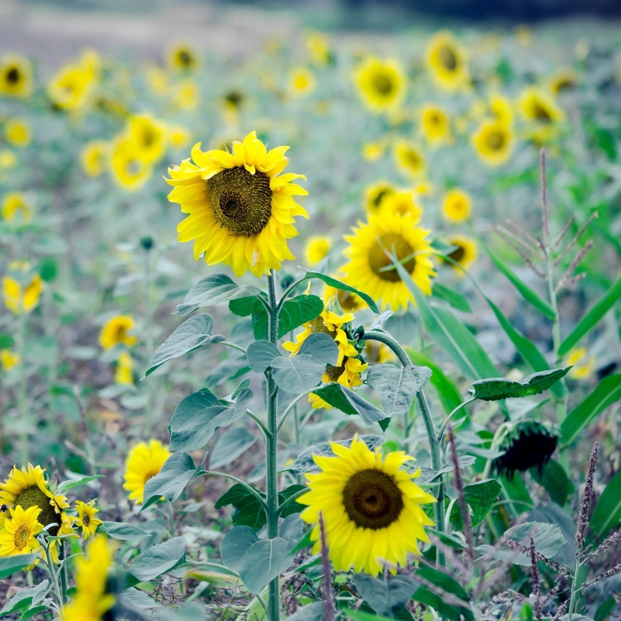 Screenshot №1 pro téma Sunflowers In Field 2048x2048