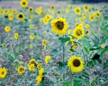 Обои Sunflowers In Field 220x176