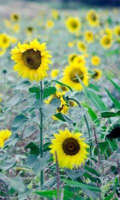 Das Sunflowers In Field Wallpaper 240x400