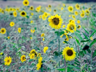 Das Sunflowers In Field Wallpaper 320x240