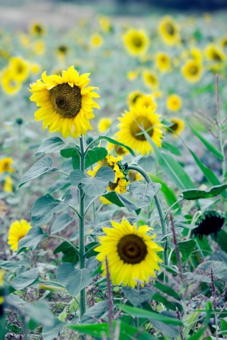 Das Sunflowers In Field Wallpaper 320x480