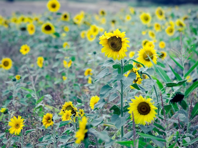 Обои Sunflowers In Field 640x480