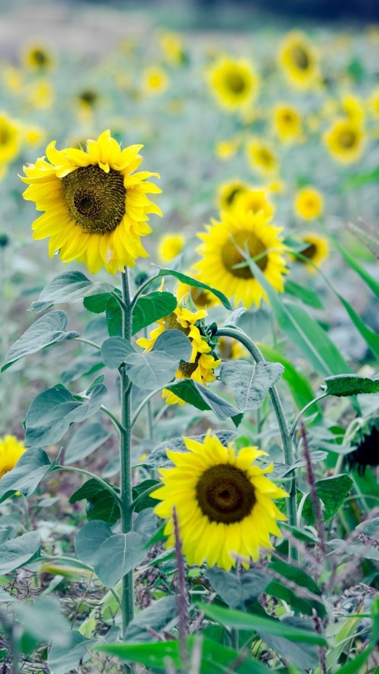 Обои Sunflowers In Field 750x1334