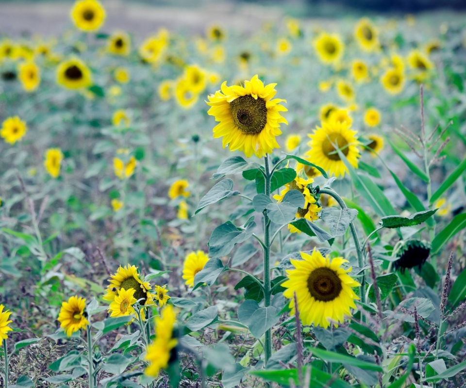 Обои Sunflowers In Field 960x800