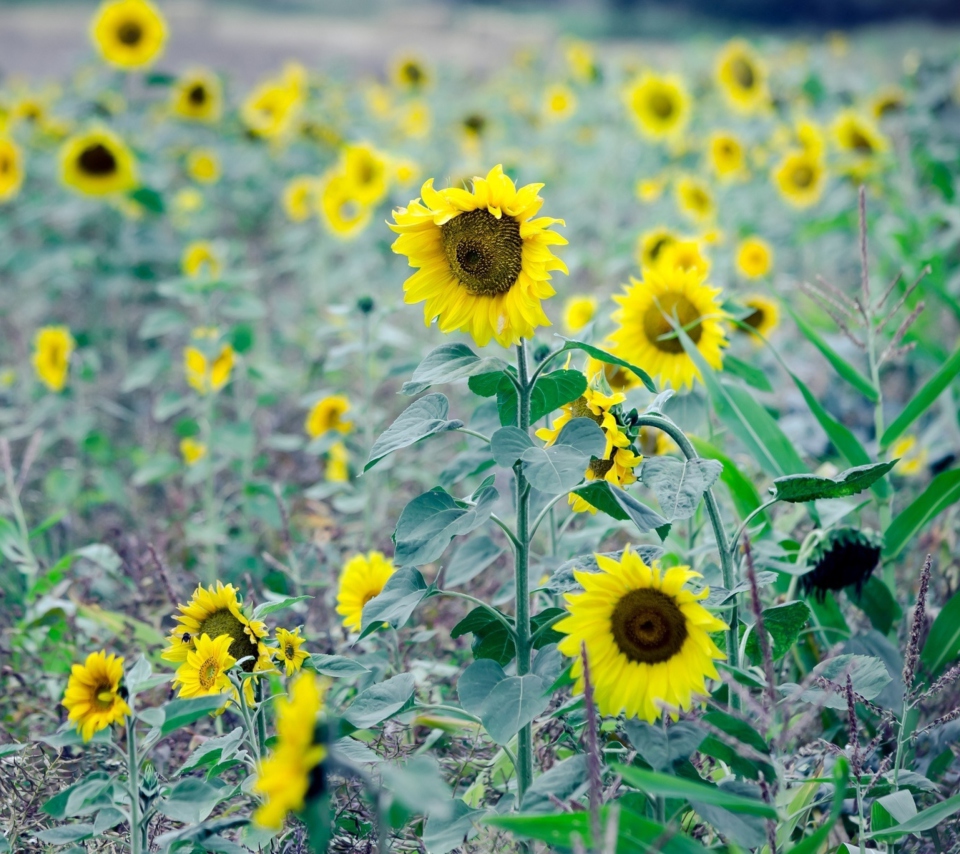 Обои Sunflowers In Field 960x854