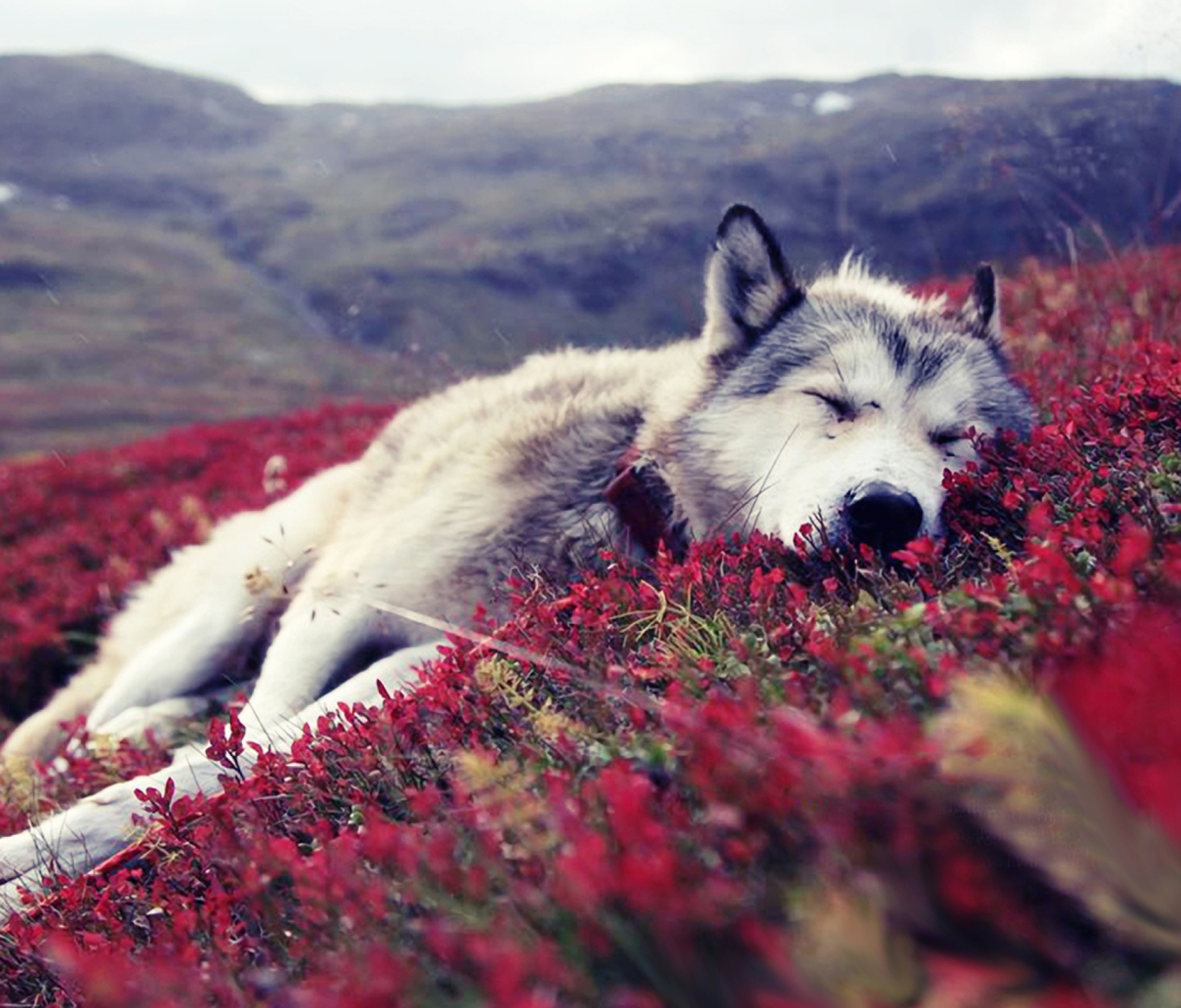 Fondo de pantalla Wolf And Flowers 1200x1024