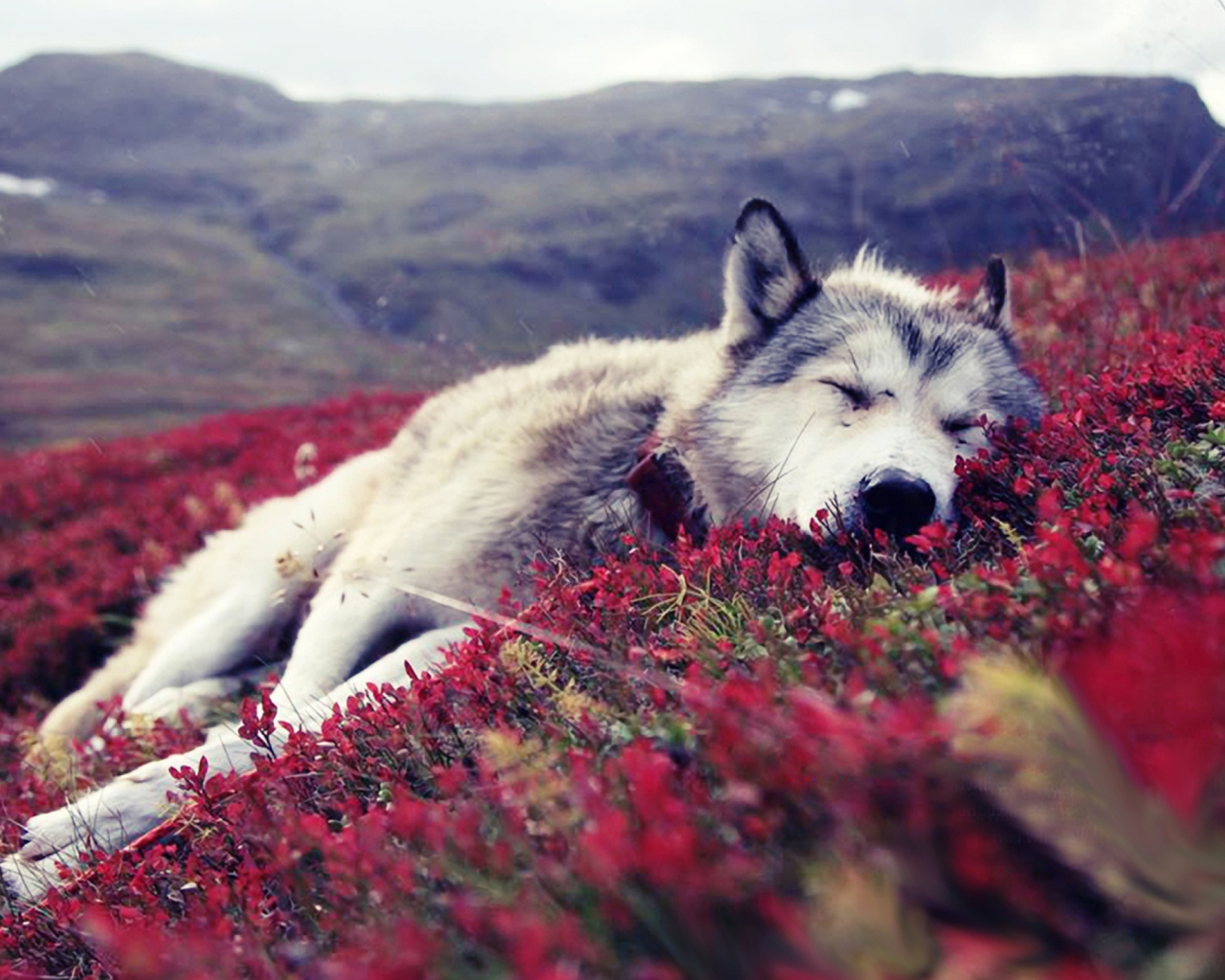 Обои Wolf And Flowers 1280x1024