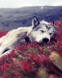 Wolf And Flowers wallpaper 128x160
