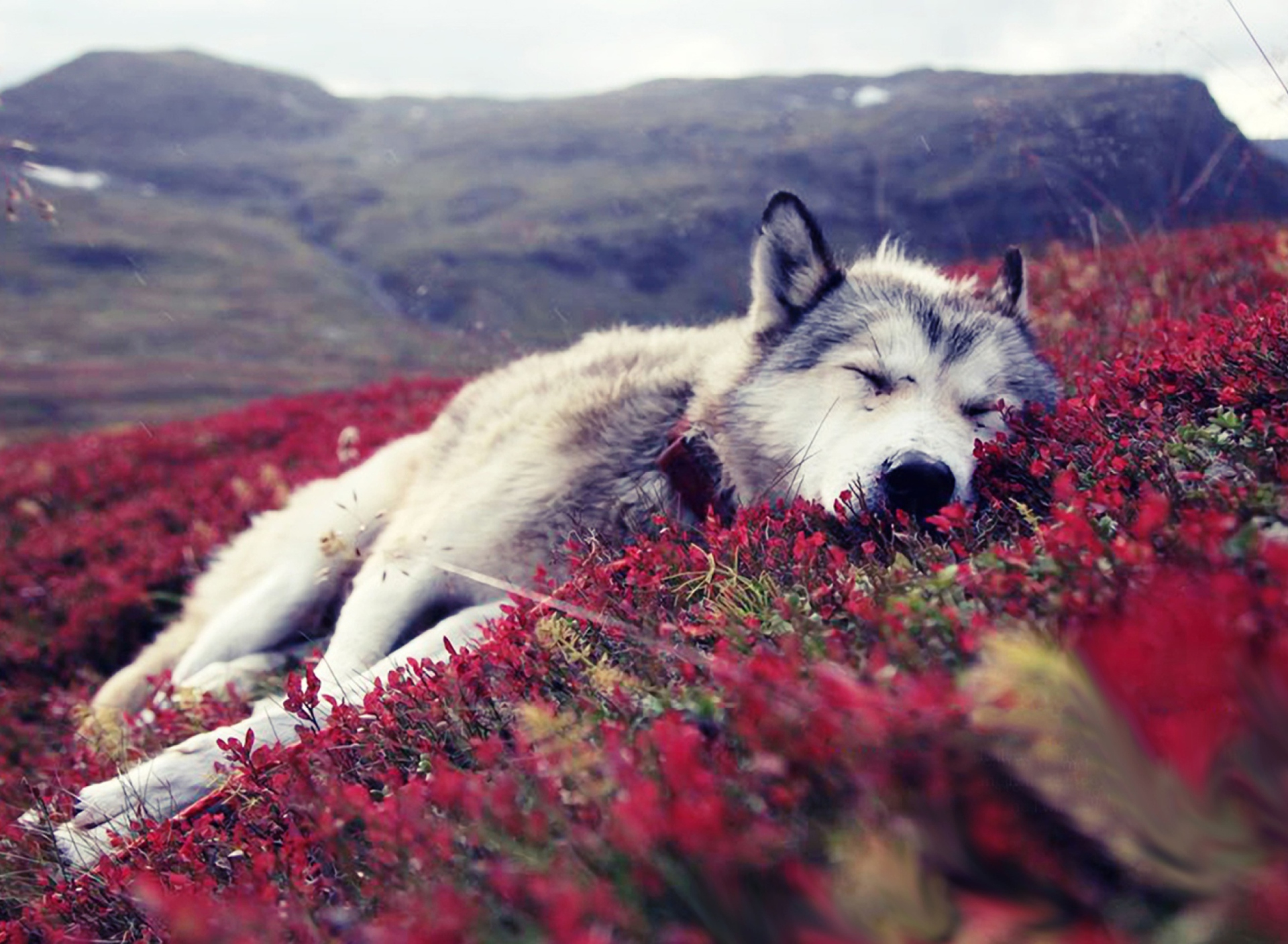 Обои Wolf And Flowers 1920x1408