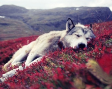 Screenshot №1 pro téma Wolf And Flowers 220x176