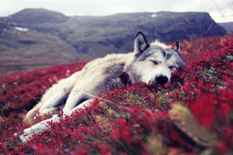 Wolf And Flowers wallpaper 480x320
