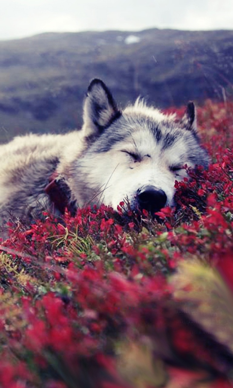 Das Wolf And Flowers Wallpaper 480x800