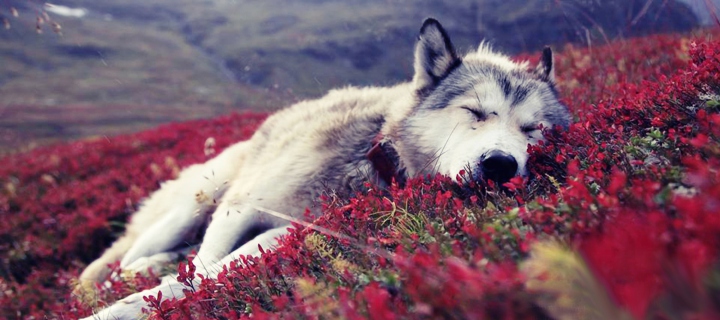 Wolf And Flowers screenshot #1 720x320
