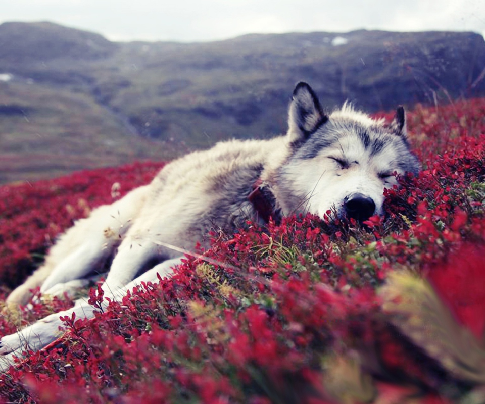 Das Wolf And Flowers Wallpaper 960x800