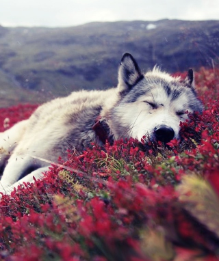 Wolf And Flowers - Obrázkek zdarma pro 768x1280