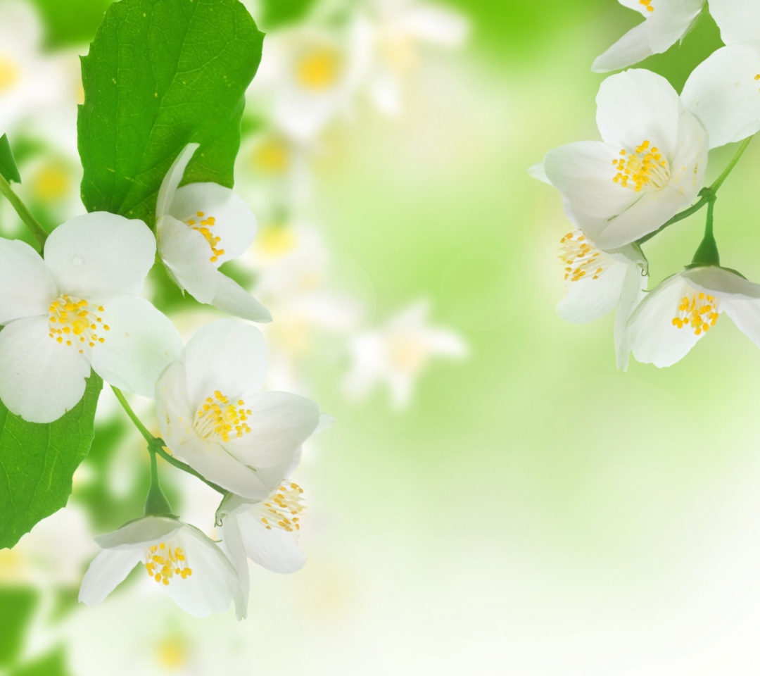 Jasmine Blossom wallpaper 1080x960