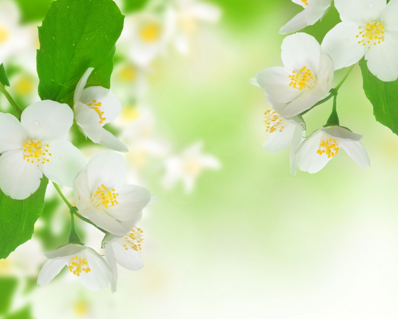 Das Jasmine Blossom Wallpaper 1280x1024