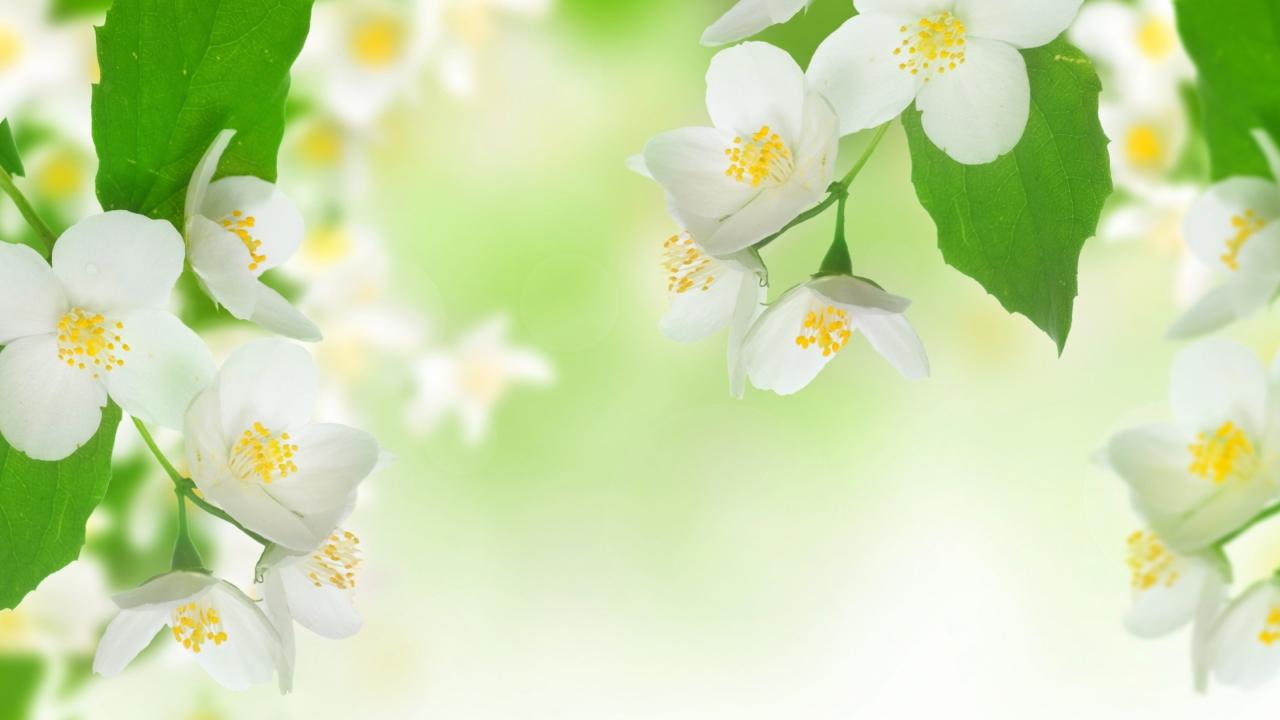 Das Jasmine Blossom Wallpaper 1280x720