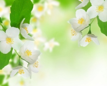 Das Jasmine Blossom Wallpaper 220x176