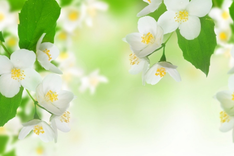 Das Jasmine Blossom Wallpaper 480x320