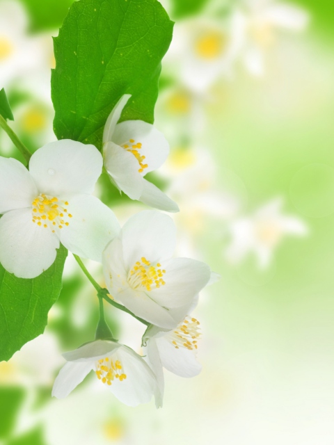 Das Jasmine Blossom Wallpaper 480x640