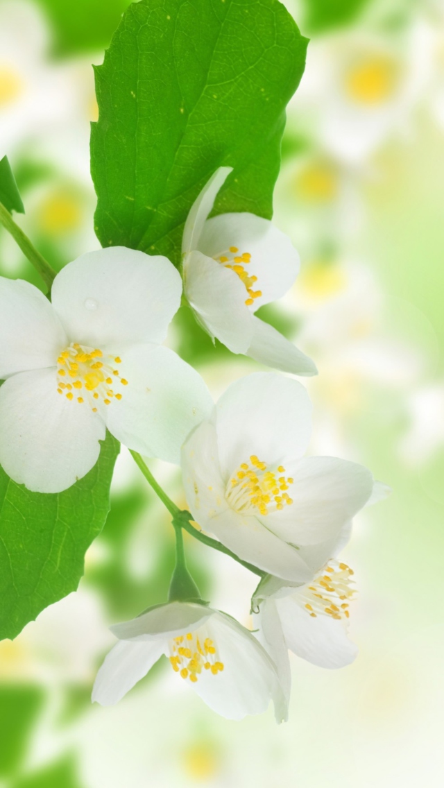 Jasmine Blossom wallpaper 640x1136