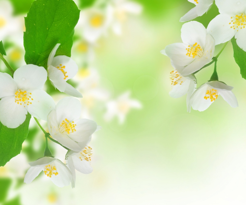 Fondo de pantalla Jasmine Blossom 960x800