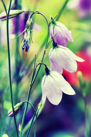 Обои Blue or White Bell Flowers 320x480