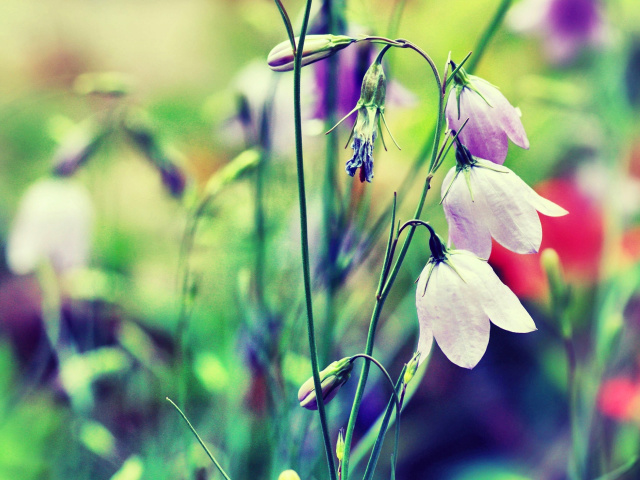 Blue or White Bell Flowers screenshot #1 640x480