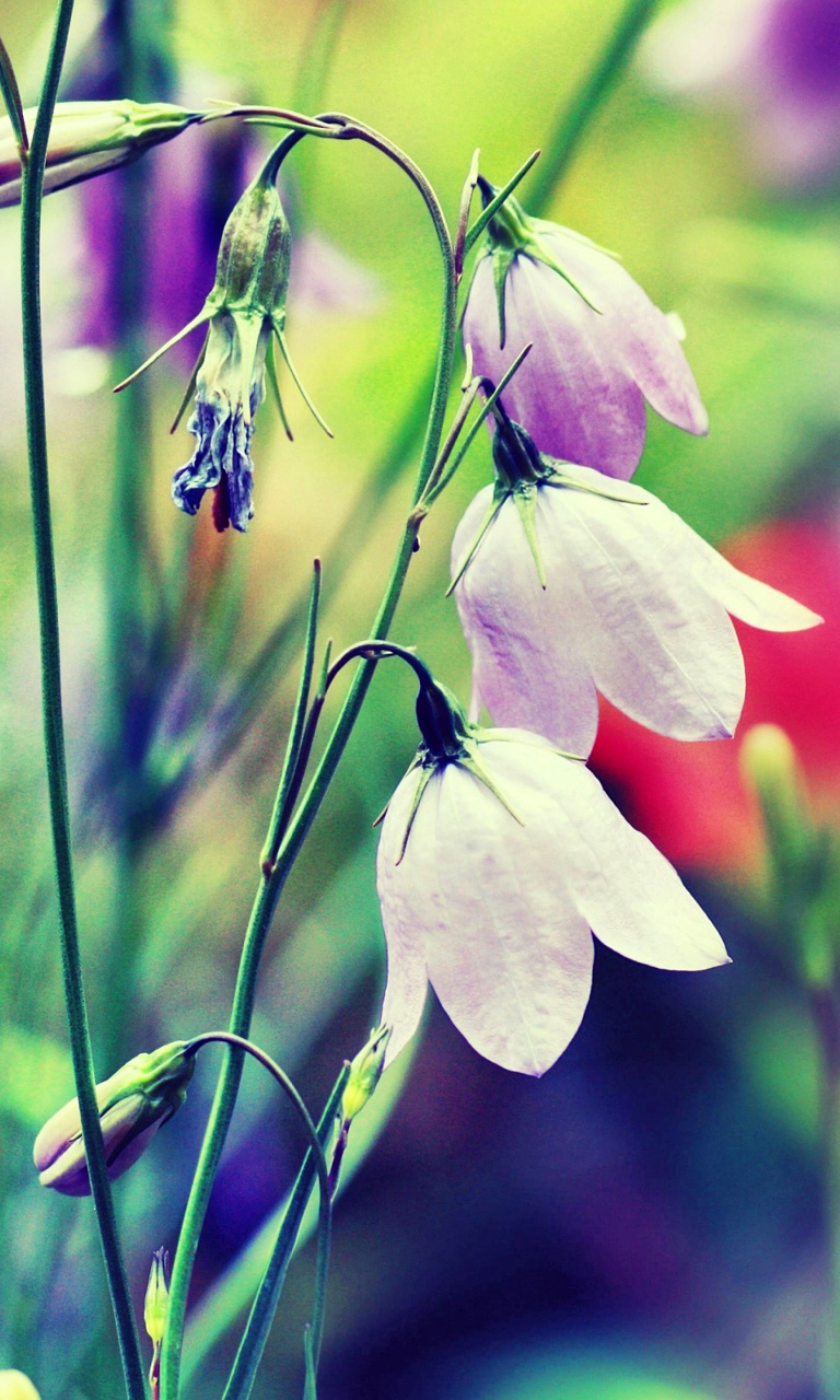 Blue or White Bell Flowers wallpaper 768x1280