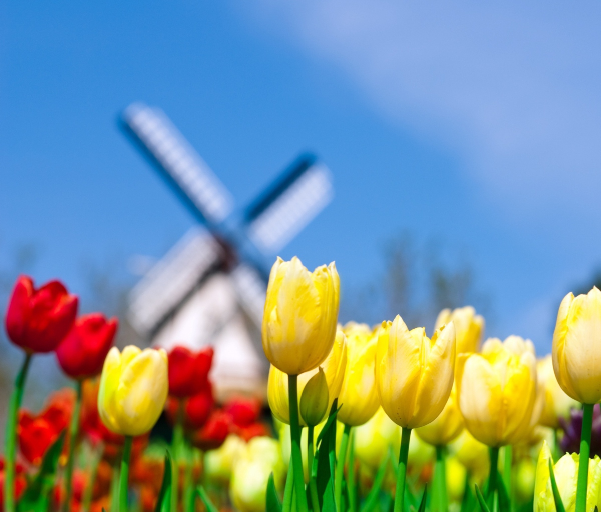 Yellow And Red Tulips wallpaper 1200x1024