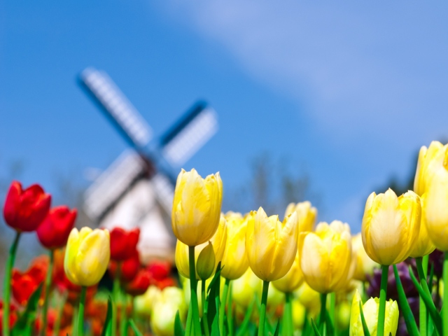 Das Yellow And Red Tulips Wallpaper 640x480