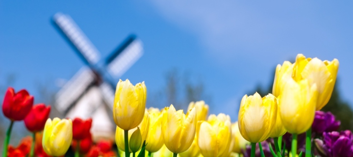 Yellow And Red Tulips wallpaper 720x320