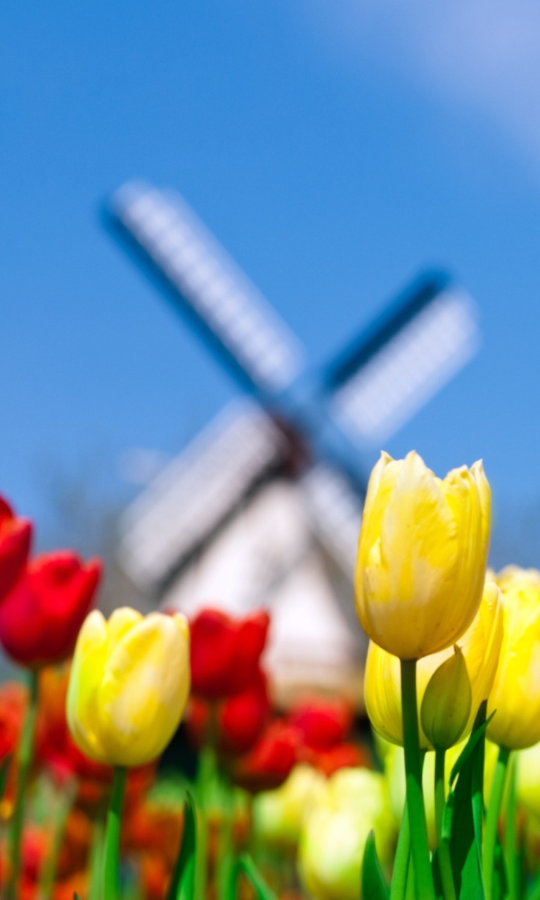 Das Yellow And Red Tulips Wallpaper 768x1280