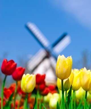 Yellow And Red Tulips - Obrázkek zdarma pro iPhone 6 Plus