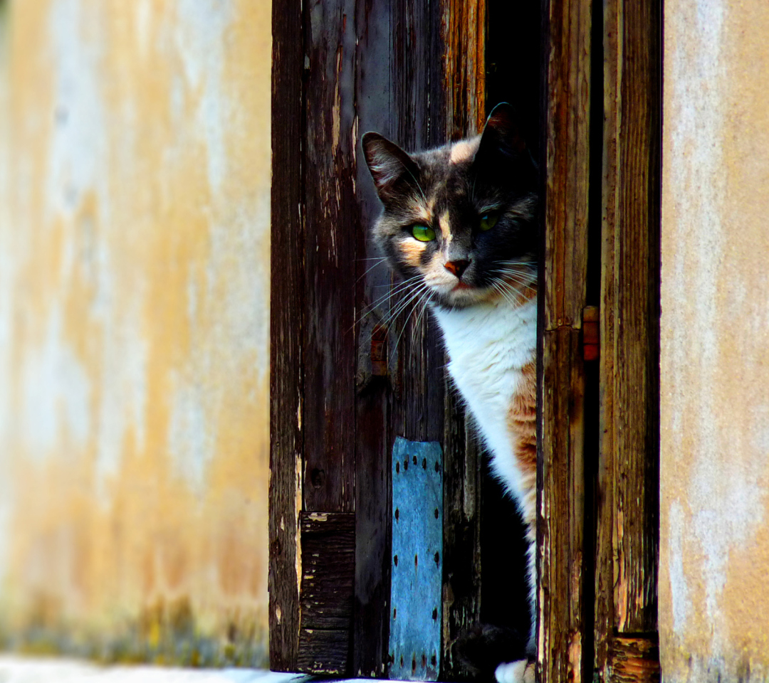 Fondo de pantalla Venetian Cat 1080x960