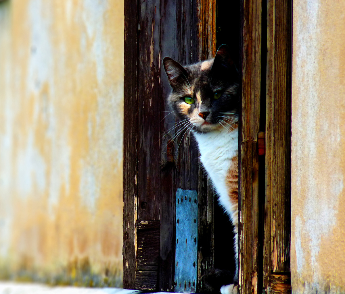 Venetian Cat screenshot #1 1200x1024