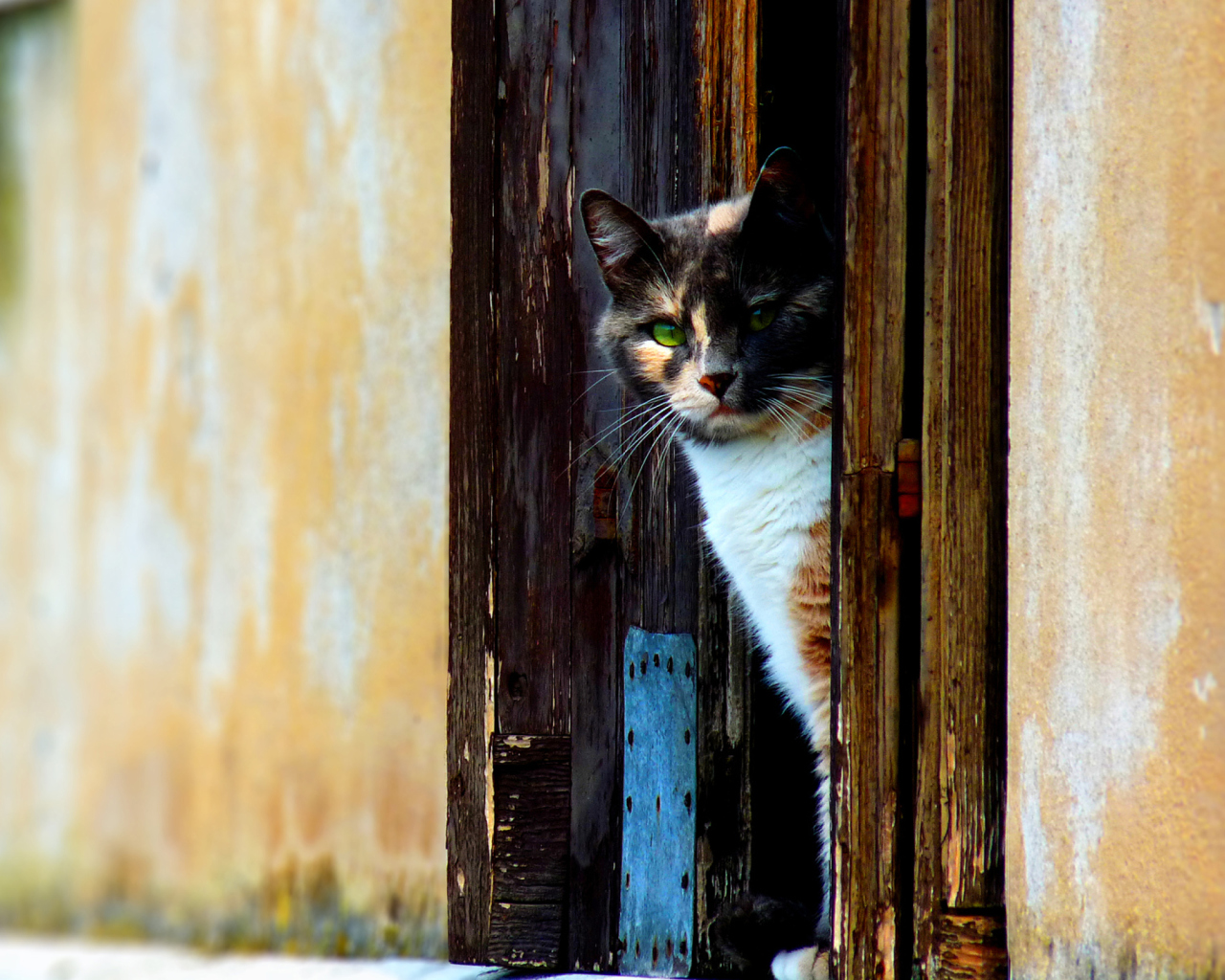 Venetian Cat screenshot #1 1280x1024