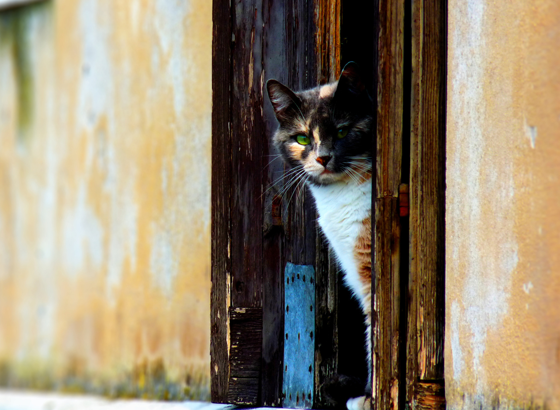 Обои Venetian Cat 1920x1408