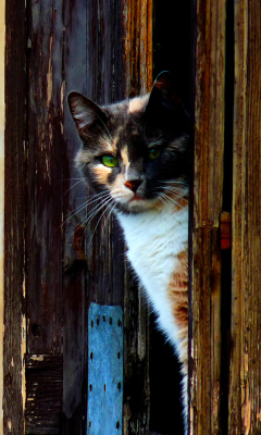 Venetian Cat screenshot #1 240x400