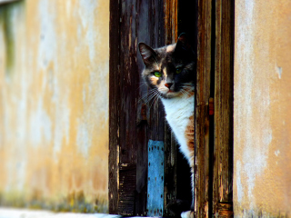 Venetian Cat wallpaper 320x240