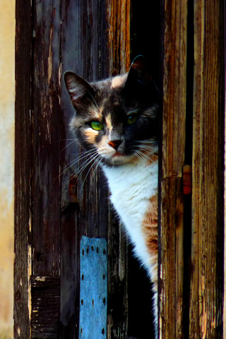 Venetian Cat screenshot #1 320x480