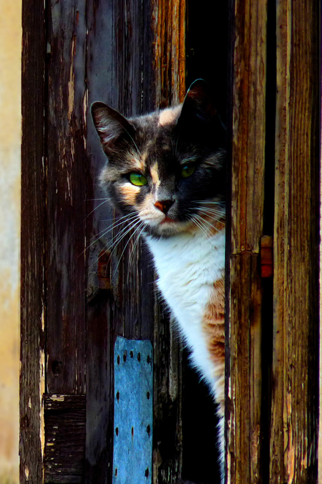 Venetian Cat screenshot #1 640x960