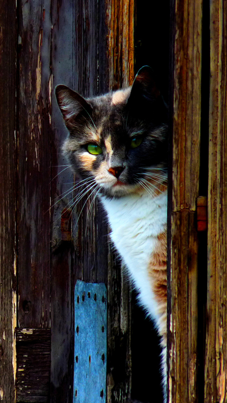 Venetian Cat screenshot #1 750x1334