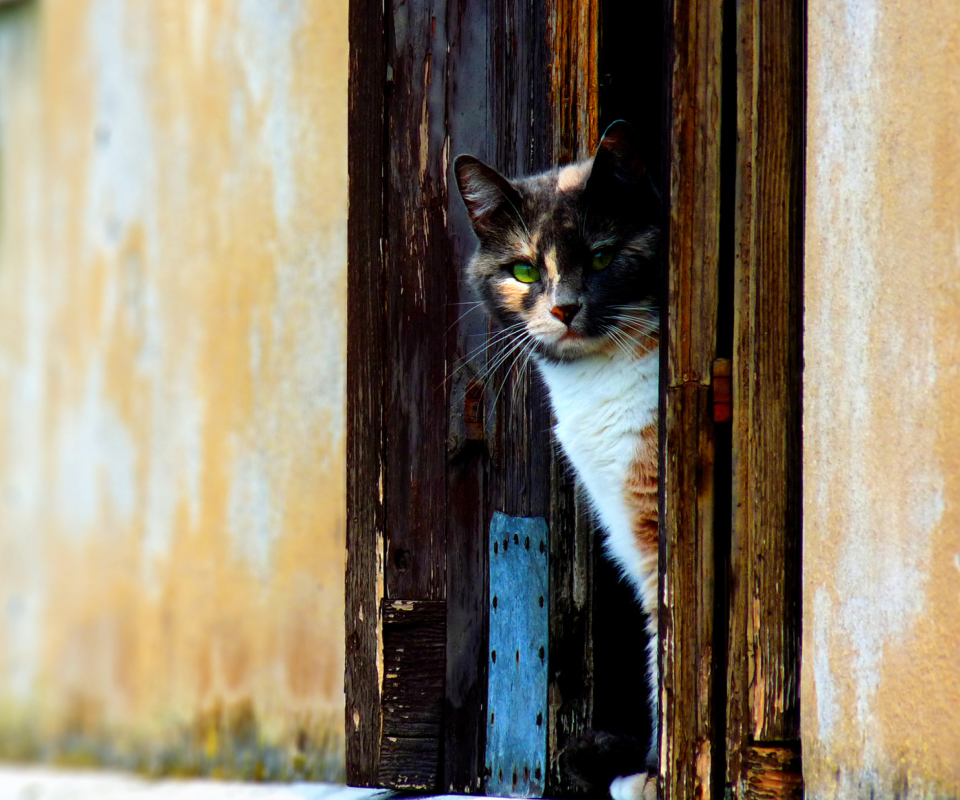 Das Venetian Cat Wallpaper 960x800