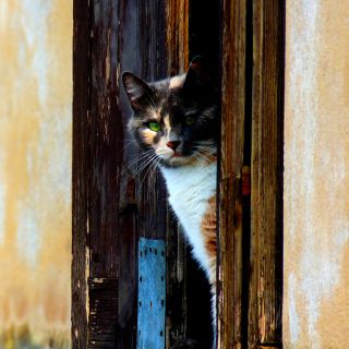 Venetian Cat papel de parede para celular para Nokia 6100