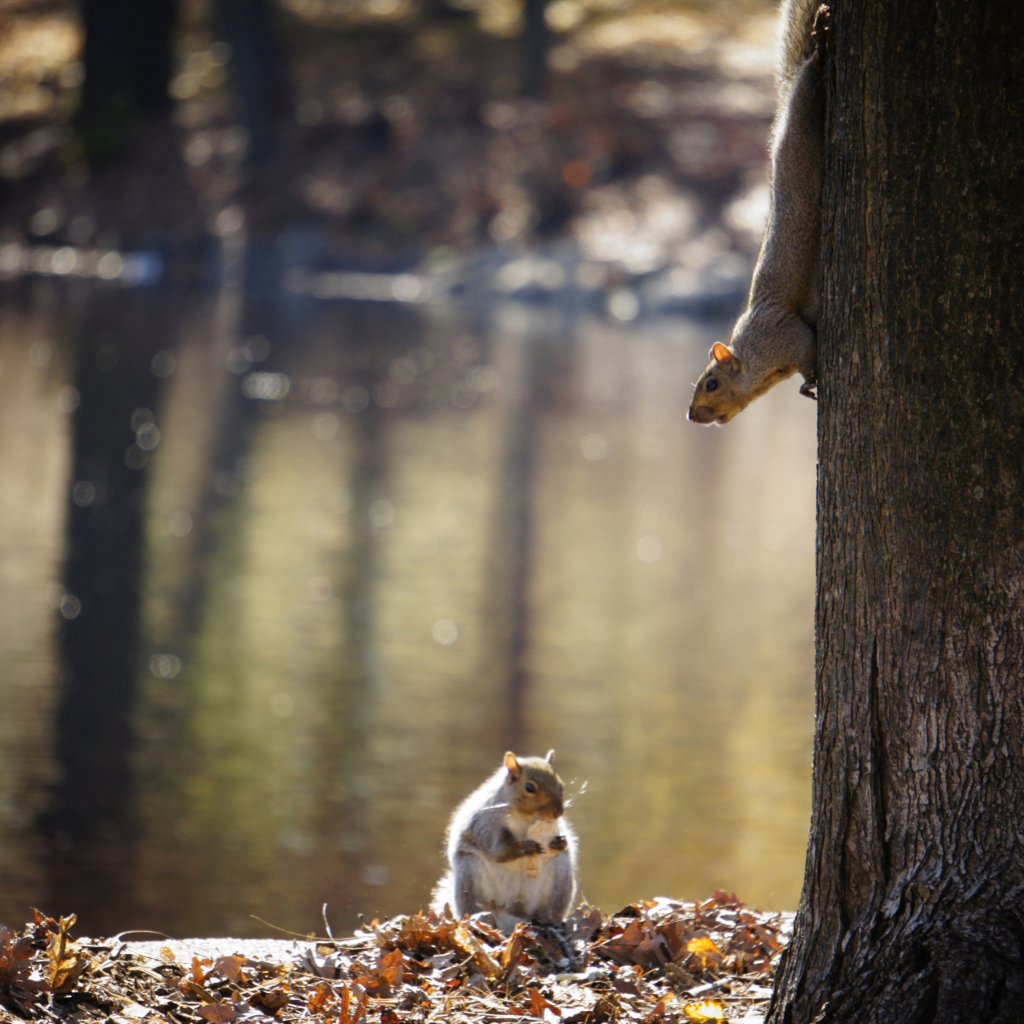 Fondo de pantalla Squirrel At Lake 1024x1024