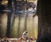 Squirrel At Lake wallpaper 176x144