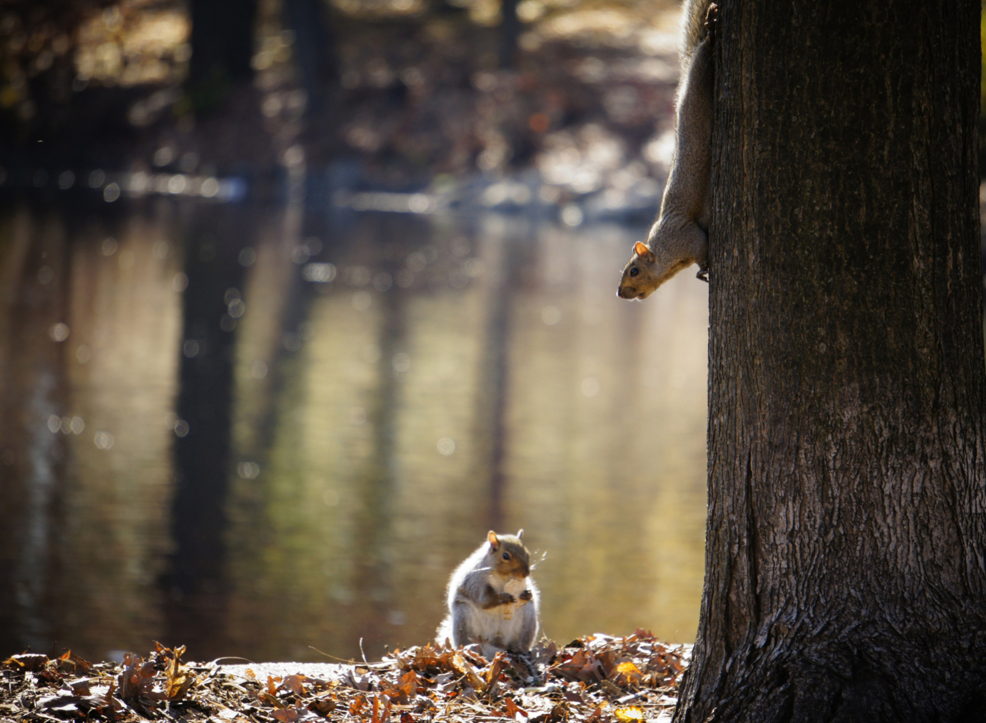 Fondo de pantalla Squirrel At Lake 1920x1408